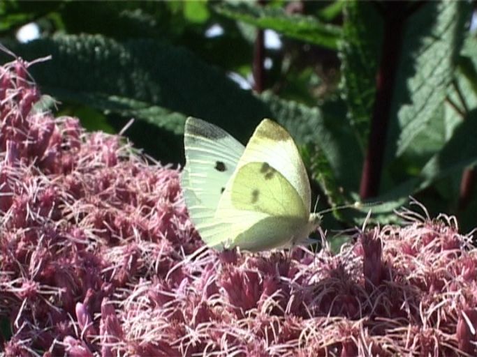 Kleiner Kohlweißling ( Pieris rapae ), Weibchen : Moers, in unserem Garten, 29.08.2005